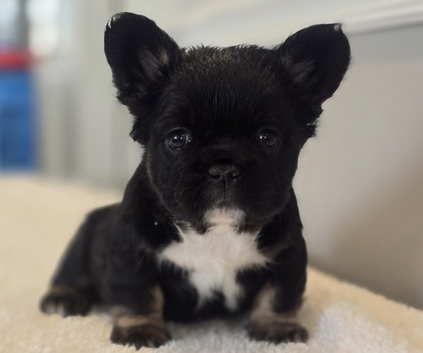 Medium Photo #1 French Bulldog Puppy For Sale in DEER PARK, NY, USA
