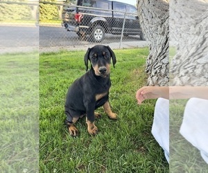 Doberman Pinscher Puppy for sale in ELKO, NV, USA