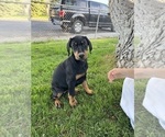 Small Doberman Pinscher