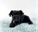 Small #4 Schnauzer (Miniature)