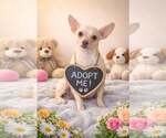Small Photo #1 Chihuahua-Unknown Mix Puppy For Sale in Sanford, FL, USA