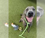 Small #1 Weimaraner Mix