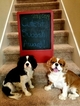 Small Photo #1 Cavalier King Charles Spaniel Puppy For Sale in HUTTO, TX, USA