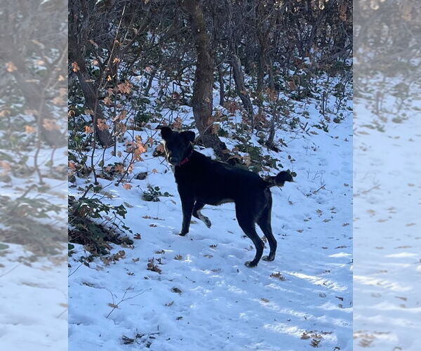 Medium Photo #2 Labrador Retriever-Unknown Mix Puppy For Sale in Salt Lake City, UT, USA