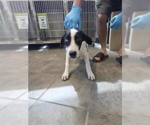 Labrador Retriever Dogs for adoption in San Antonio, TX, USA