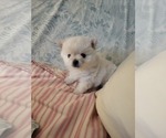 Small Photo #15 Pomeranian Puppy For Sale in CHEYENNE, WY, USA