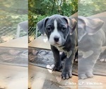 Small Photo #16 American Bully Puppy For Sale in MOTLEY, MN, USA