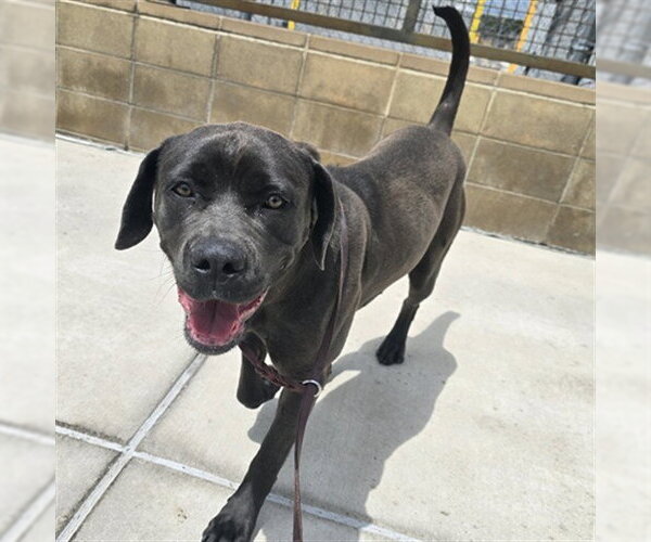 Medium Photo #1 Mastiff Puppy For Sale in Denver, CO, USA