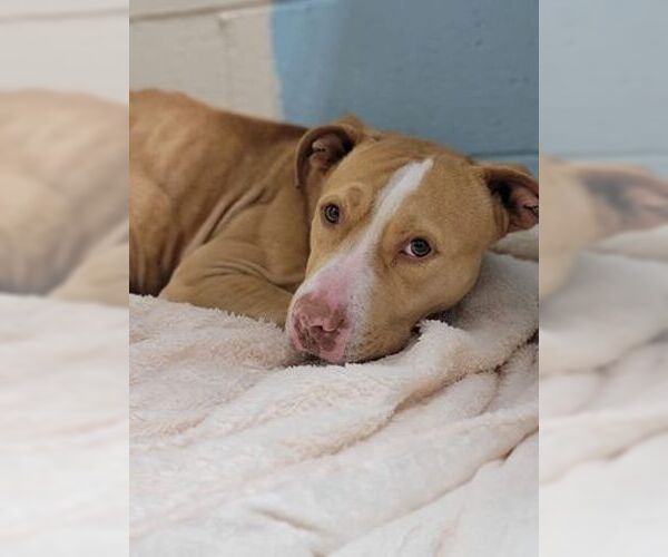 Medium Photo #3 American Staffordshire Terrier-Labrador Retriever Mix Puppy For Sale in Orangeburg, SC, USA