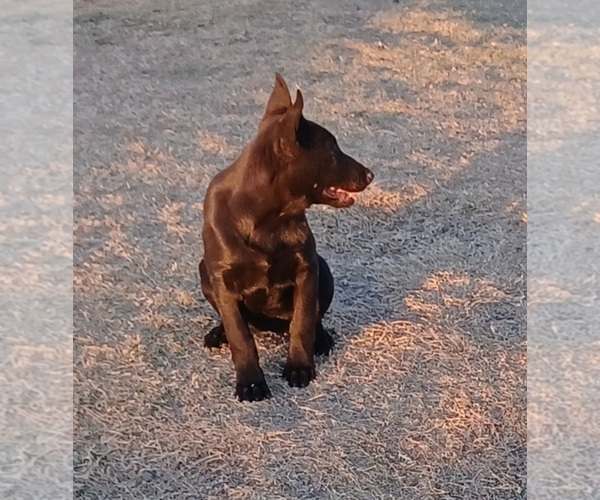 Medium Photo #3 Belgian Malinois Puppy For Sale in EL CENTRO, CA, USA