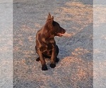 Small Photo #3 Belgian Malinois Puppy For Sale in EL CENTRO, CA, USA