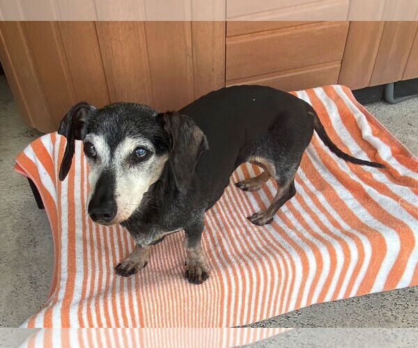 Medium Photo #3 Dachshund Puppy For Sale in Tampa, FL, USA