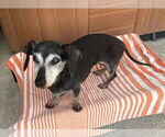 Small #2 Dachshund