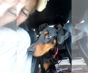 Doberman Pinscher Dogs for adoption in Omaha, NE, USA