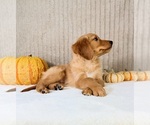 Shetar - Female Golden Retriever Puppy for Sale - Photo #4