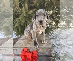 Small #1 Great Dane