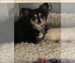 Small #1 Chihuahua