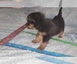Small Photo #259 Yorkshire Terrier Puppy For Sale in AKRON, OH, USA