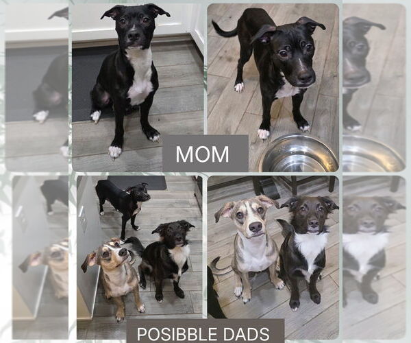 Medium Photo #3 Mutt Puppy For Sale in Mesa, AZ, USA