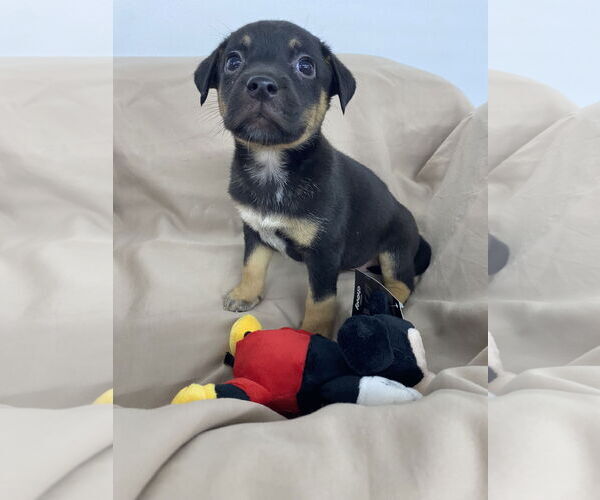 Medium Photo #4 Labrador Retriever-Unknown Mix Puppy For Sale in Hillsboro, MO, USA