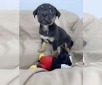Small #3 Labrador Retriever Mix