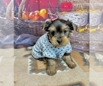 Small #3 Yorkshire Terrier
