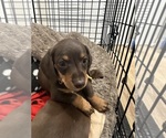 Small Photo #2 Dachshund Puppy For Sale in HIALEAH, FL, USA