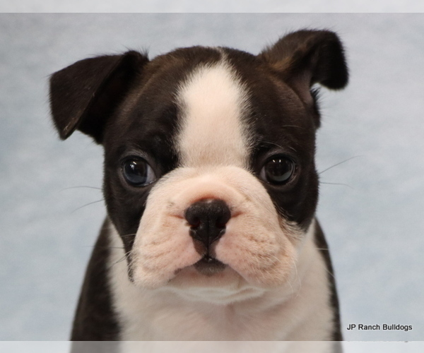 Medium Photo #1 Boston Terrier Puppy For Sale in WINNSBORO, TX, USA