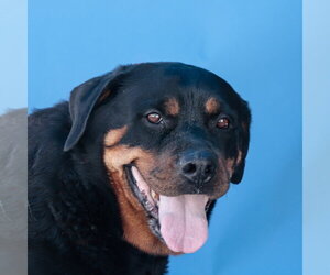 Rottweiler Dogs for adoption in Pasadena, CA, USA