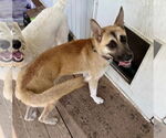 Small #3 German Shepherd Dog Mix
