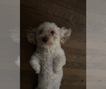 Small Photo #1 Poodle (Toy) Puppy For Sale in WINSTON SALEM, NC, USA