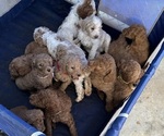 Small Poodle (Standard)