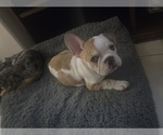 Small Photo #62 French Bulldog Puppy For Sale in CHINO HILLS, CA, USA