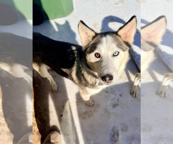 Medium Photo #1 Siberian Husky Puppy For Sale in Carrollton, TX, USA