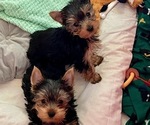 Small #3 Yorkshire Terrier