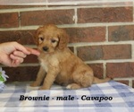 Small #1 Cavapoo (Miniature)