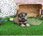 Small #1 Schnauzer (Miniature)