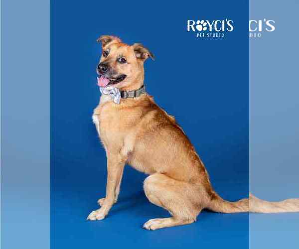 Medium Photo #8 Mutt Puppy For Sale in Sandy, UT, USA