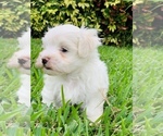 Small Photo #8 Maltese Puppy For Sale in ORLANDO, FL, USA