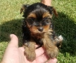 Small Photo #4 Yorkshire Terrier Puppy For Sale in HOUSTON, TX, USA