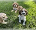 Small #11 Cocker Spaniel