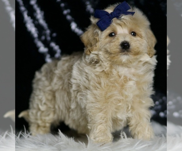 Medium Photo #4 Maltipoo (Miniature) Puppy For Sale in WARSAW, IN, USA