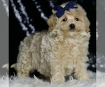 Small Photo #4 Maltipoo (Miniature) Puppy For Sale in WARSAW, IN, USA