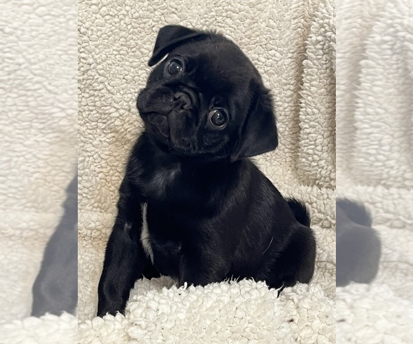 Medium Photo #1 Pug Puppy For Sale in SPRING CITY, PA, USA