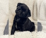 Puppy 2 Pug