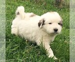 Small Photo #1 Great Pyrenees Puppy For Sale in PINEVILLE, KY, USA