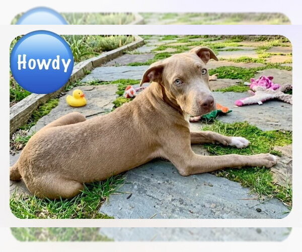 Medium Photo #1 Mutt Puppy For Sale in Wenonah, NJ, USA