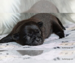 Small Photo #75 Pug Puppy For Sale in WINNSBORO, TX, USA