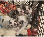 Small Photo #14 English Bulldog Puppy For Sale in DENVER, CO, USA