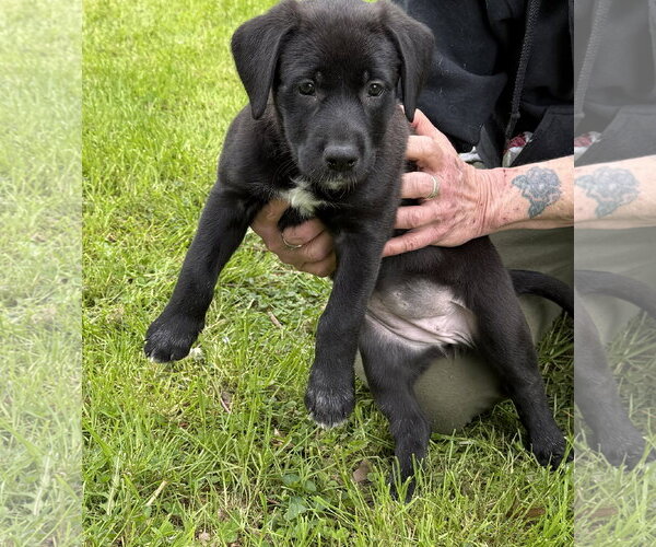 Medium Photo #3 Labrador Retriever-Unknown Mix Puppy For Sale in Stevens Point, WI, USA